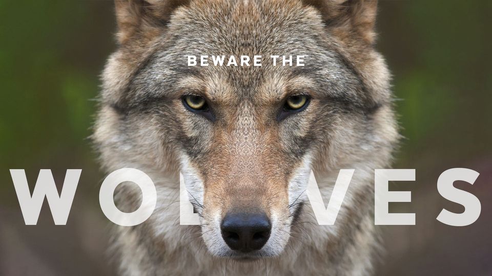BewaretheWolves BewaretheWolves